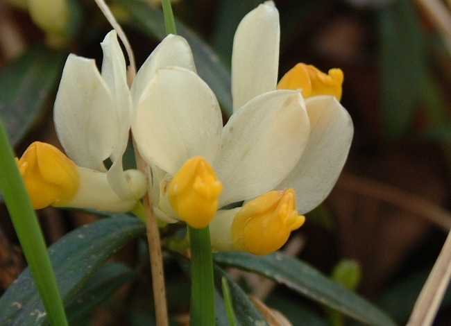 Polygaloides (=Polygala) chamaebuxus / Poligala falso-bosso